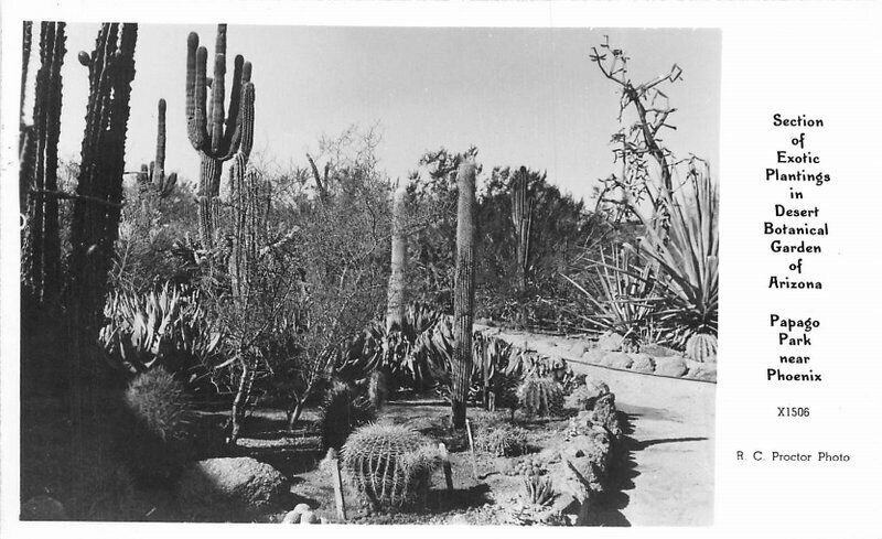 Arizona Desert Botanical Garden Papago Exotic Plantings Postcard Proctor 5556