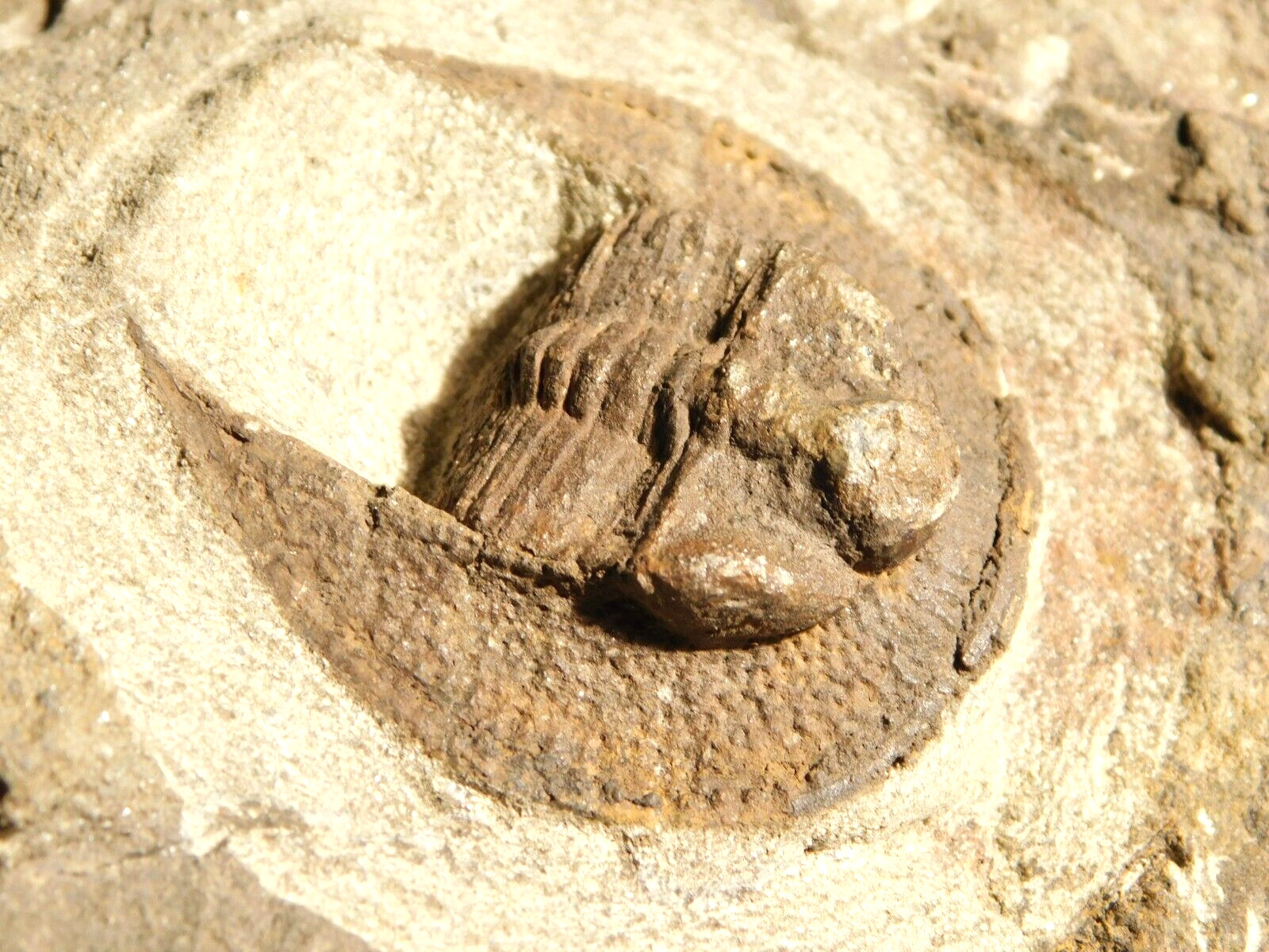 Larger Very RARE Declivolithus Trilobite Fossil Morocco 441gr