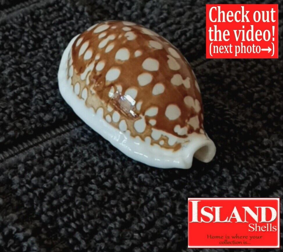 GIGANTIC Cypraea cribraria #17 38.2mm RARE BEAUTY from the Philippines