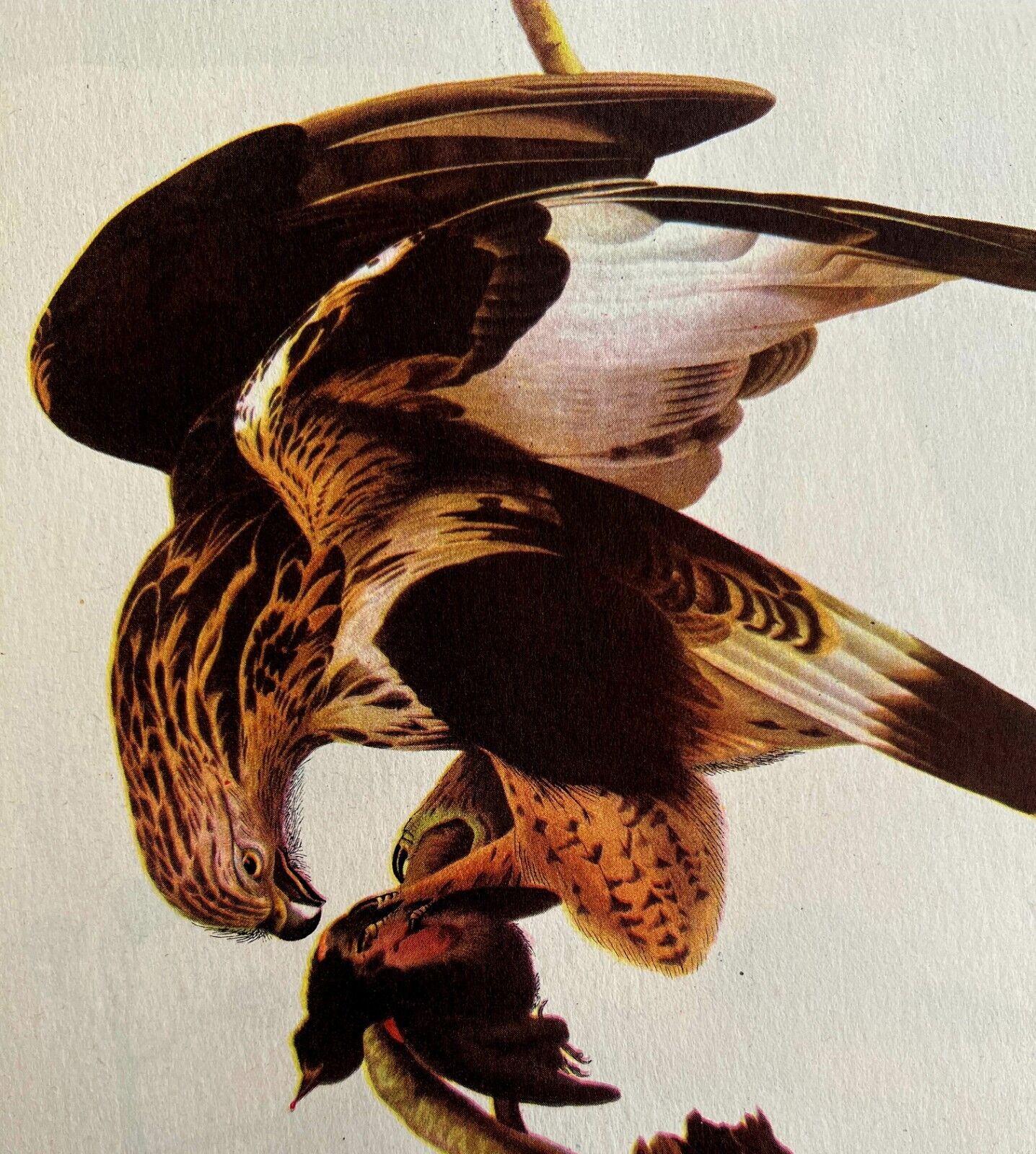 Rough Legged Hawk Bird Print 1946 Color Art John James Audubon Nature DWV2E