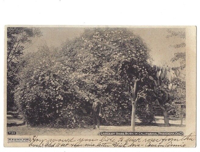 c1905 Largest Rose Bush In California CA Albertype M Rieder Undivided Postcard