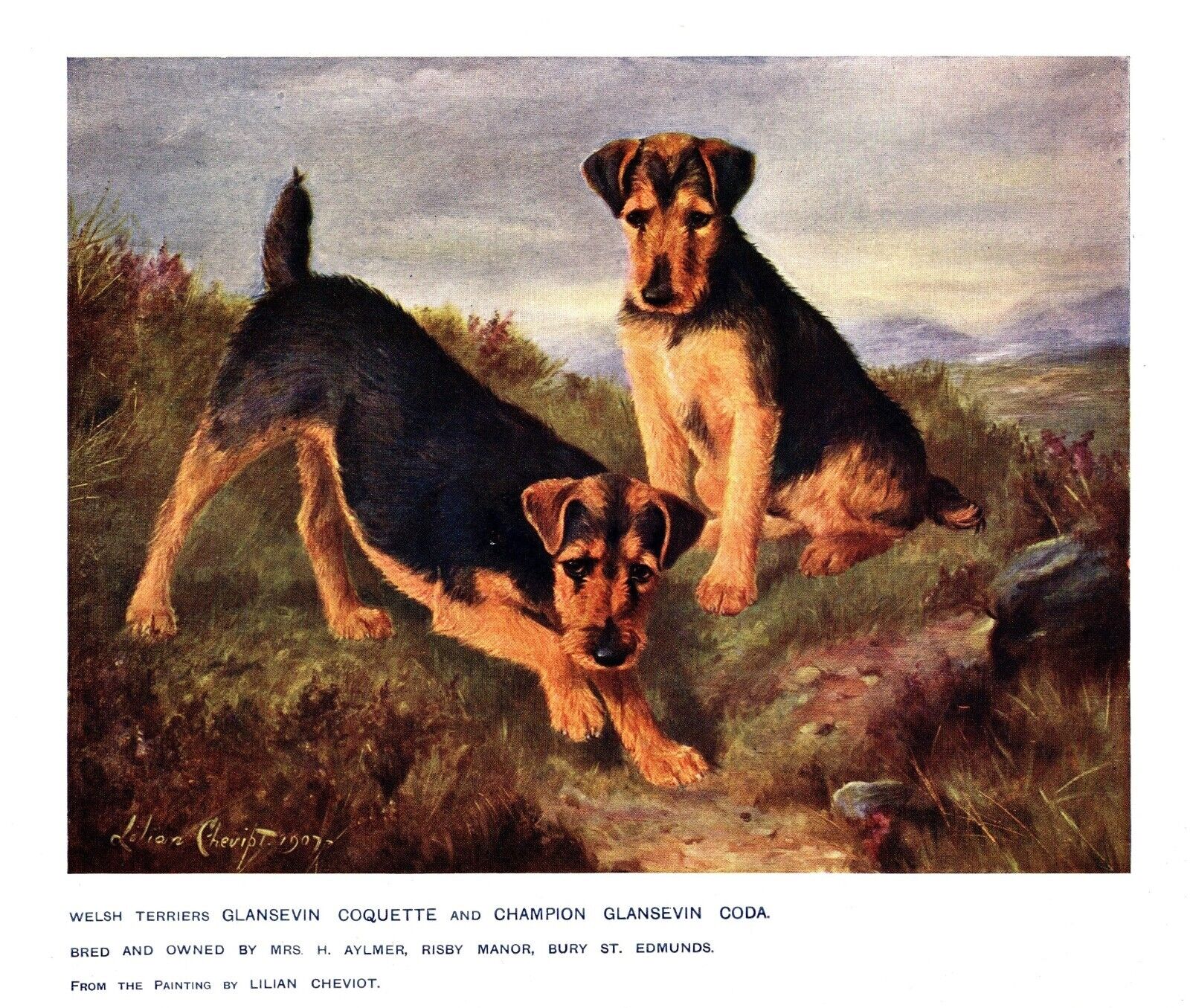 Antique Welsh Terrier Print 1911 L Cheviot Art Glansevin Welsh Terrier 5174p