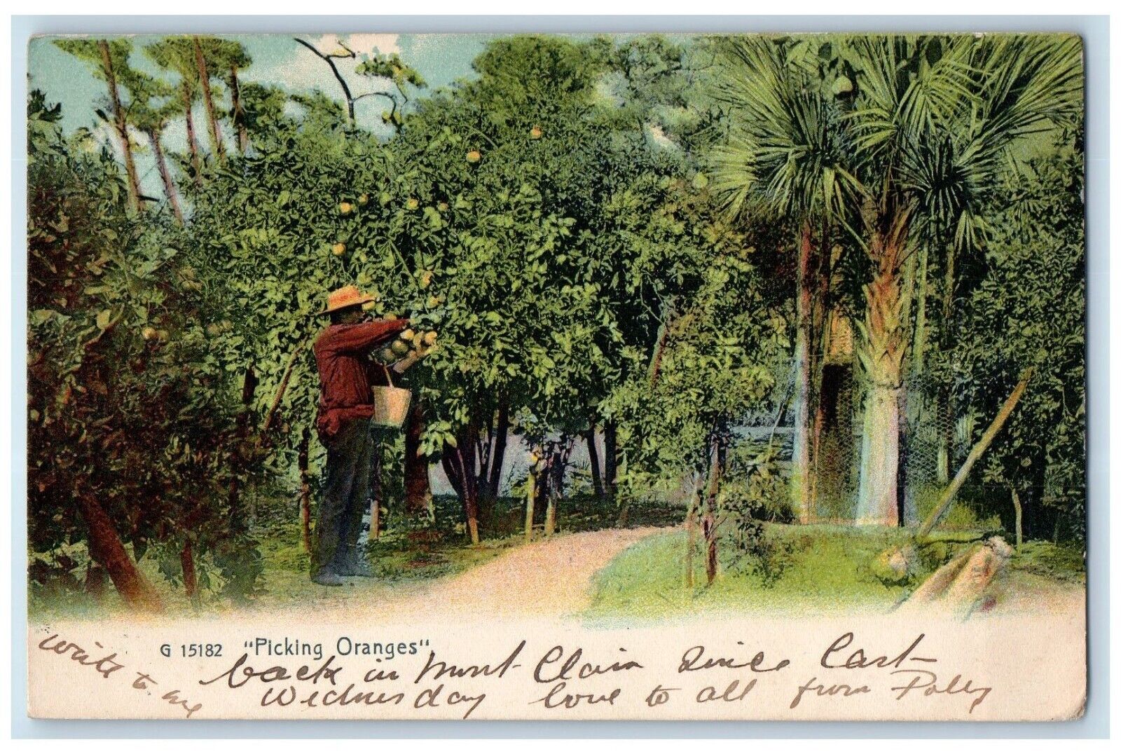 1907 Picking Oranges New York City NY Antique Posted The Rotograph Co. Postcard