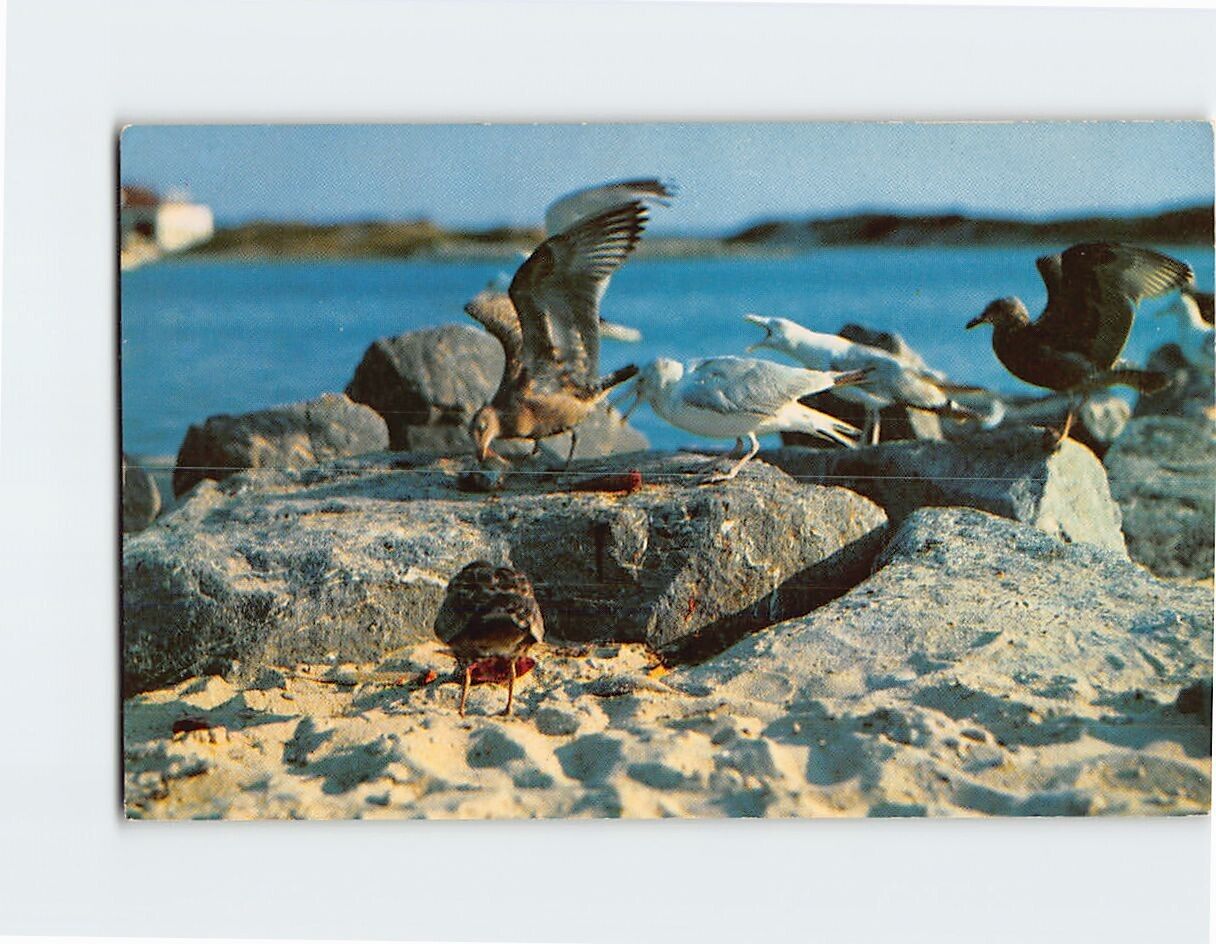 Postcard Maine Coast Sea Gulls Maine USA