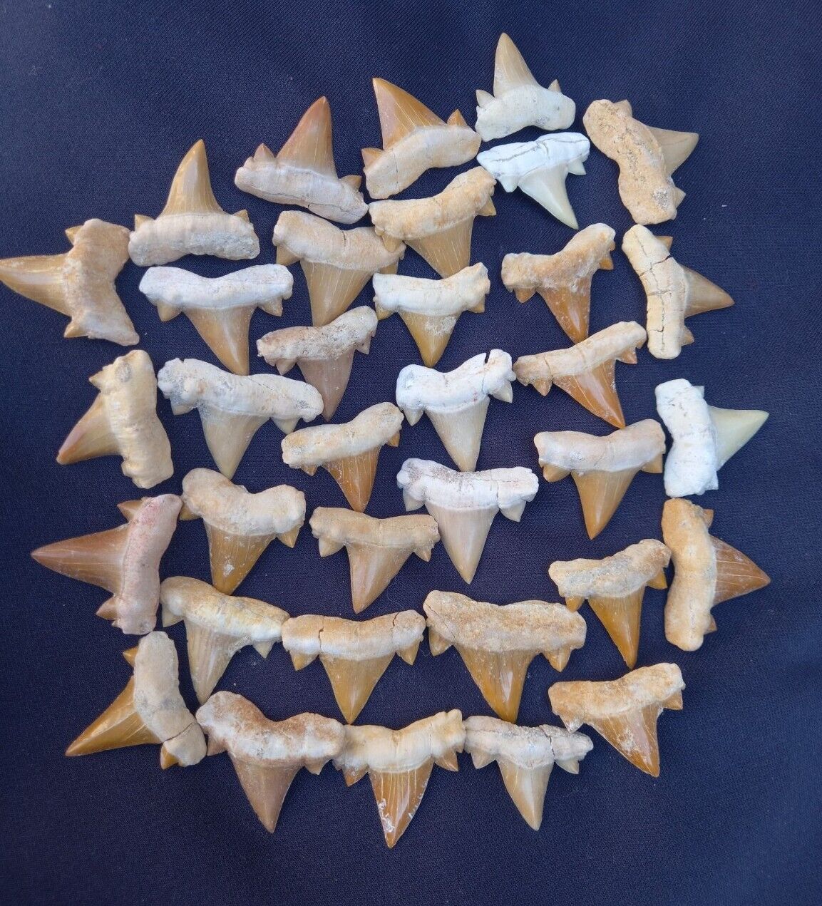 1000 PC\'s sharks  Shark Tooth Cretaceous Fossils Morocco Fossilized Dinosaures
