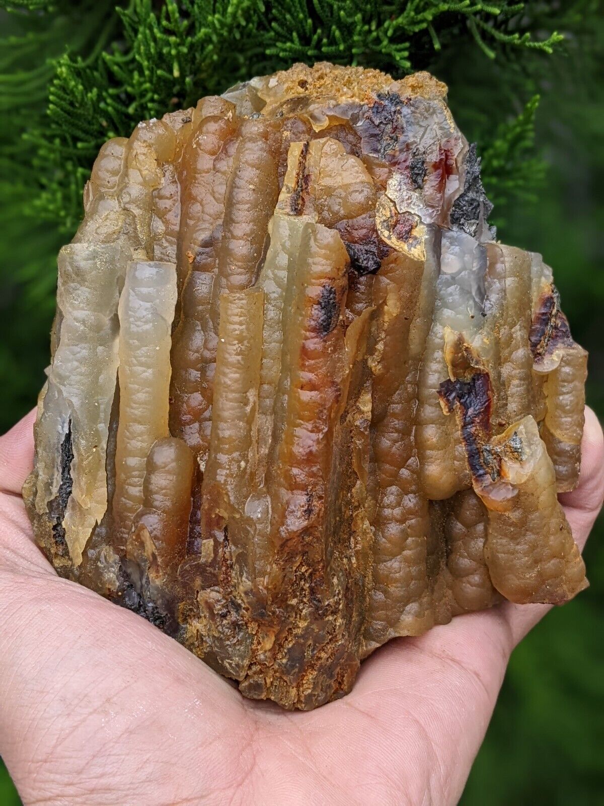 950 gr RARE  Indonesian Stalacitite Chalcedony Bamboo Fossil