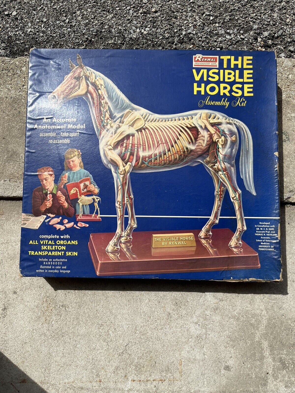 Renewal The Visible Horse