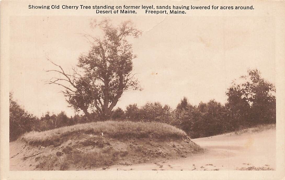 Vintage Creeping Sands Old Cherry Tree  Desert of Maine Freeport  Maine ME P564
