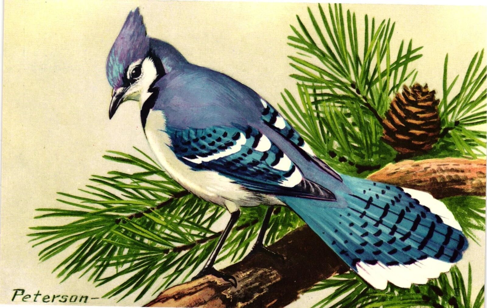Vintage Postcard- BLUE JAY
