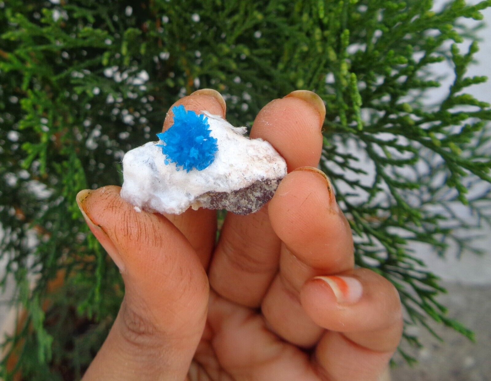 Blue Pentagonite Crystal On Matrix Minerals Specimen #H12