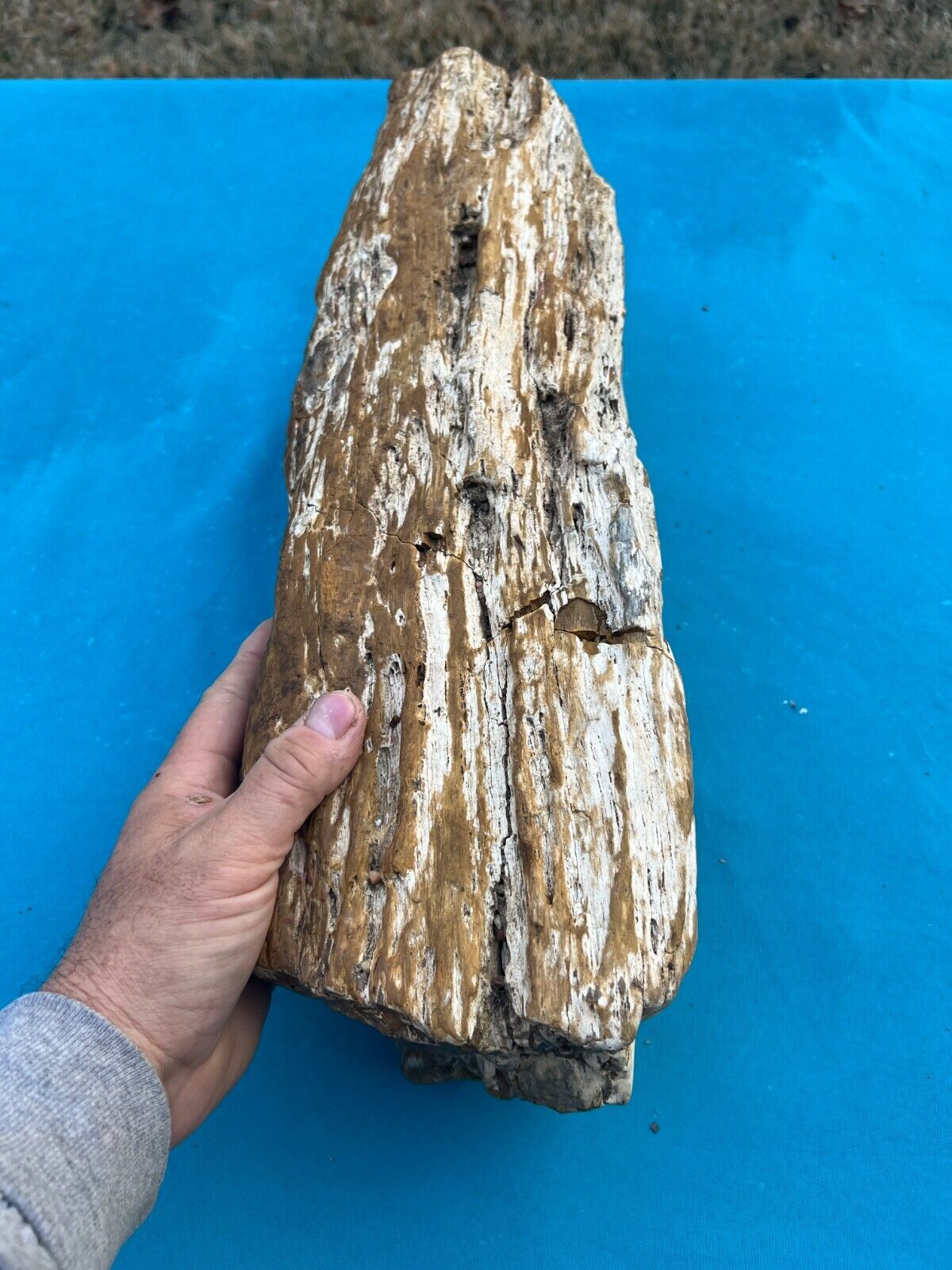 Texas Petrified Wood Large Rotted Detailed Log Natural Eocene Age Tree Fossil
