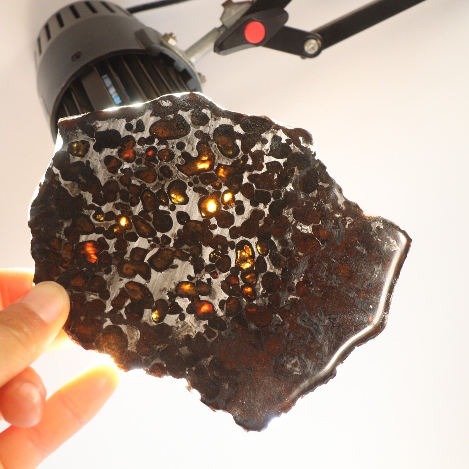 128g Slice meteorites, Rare slices of Kenyan Pallasite olive meteorite B2862