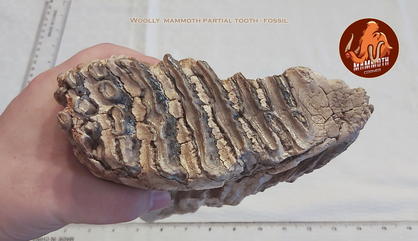 Woolly Mammoth Partial Tooth - Fossil