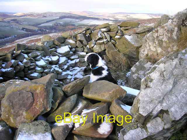 Photo 6x4 The Lookout post, Sam in the Shelter Cairn Galashiels  c2008
