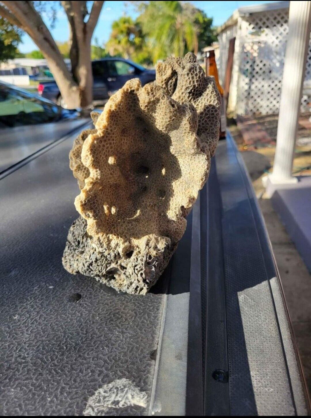 Rare fossil coral. It is from 50ft below natural ground in Central Florida. 