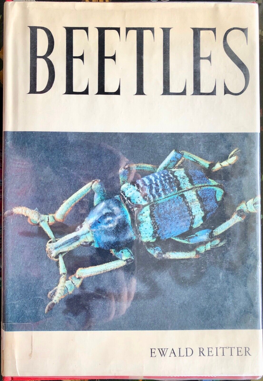 1961 Reitter BEETLES Gilt/HB/60 Big GORGEOUS COLOR PLATES Coleoptera/PRISTINE