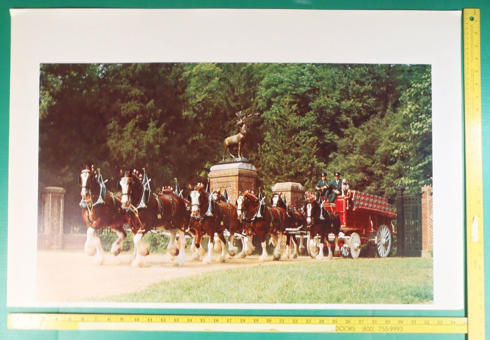1970s 35x23 UNTRIMMED Photo of BUDWEISER Beer Wagon w/ Dalmatians & Clydesdales