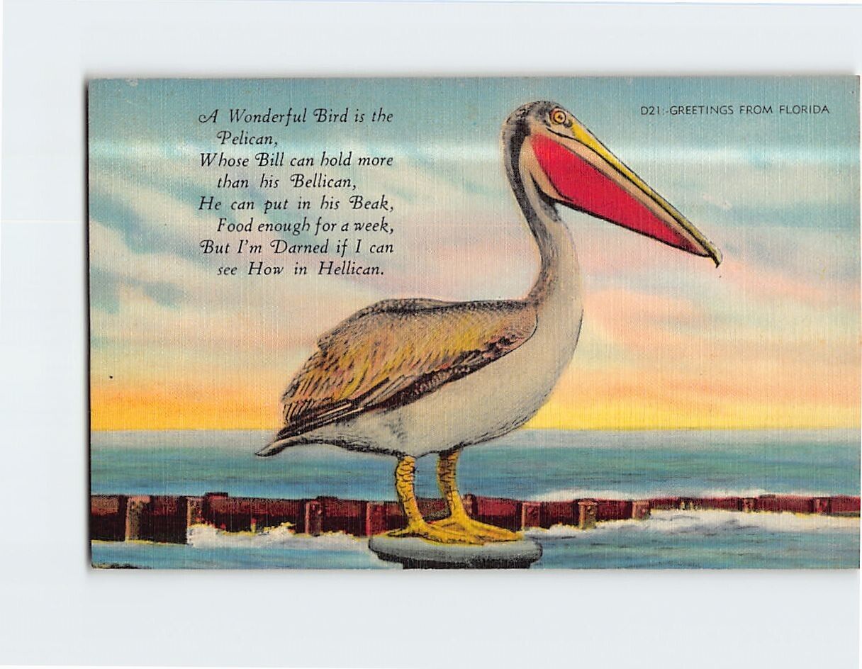 Postcard Pelican Bird Poem Greetings from Florida USA