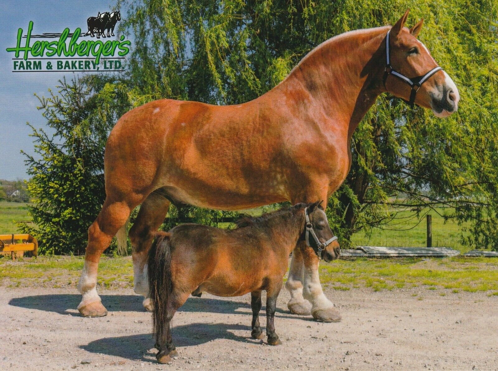 Belgian draft horse, Big King, postcard