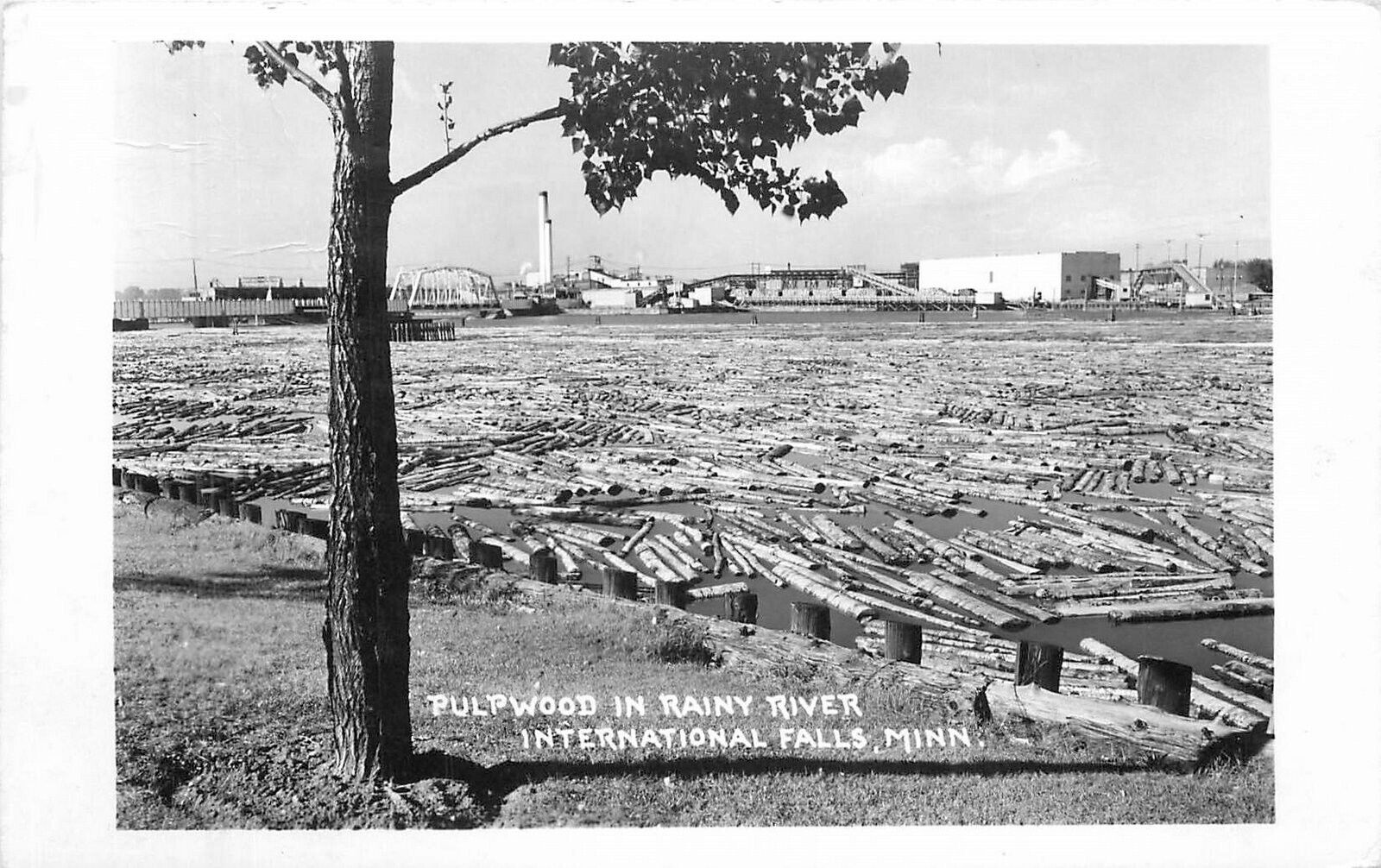 Postcard Minnesota International Falls Pulpwood Rainy  Logging lumber 23-1947
