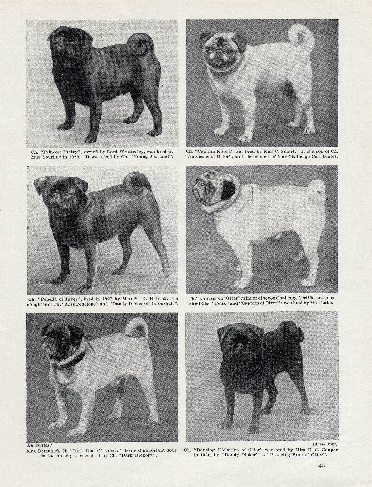 PUG SIX NAMED CHAMPION DOGS OLD ORIGINAL DOG PRINT FROM 1934