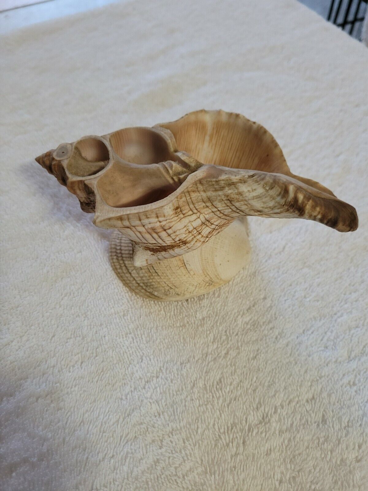 Large 17-19 cm Natural Marine Shell Giant Sea Clam Conch Home Ornament, NICE SET