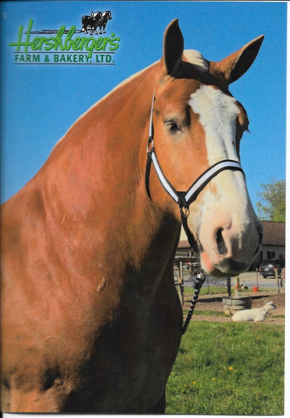 Belgian draft horse, Big Ben postcard