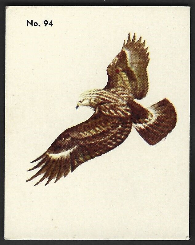 1952 ROUGH LEGGED HAWK Card PARKHURST Gum V339-2 Audubon BIRDS Canadian #94 Bird