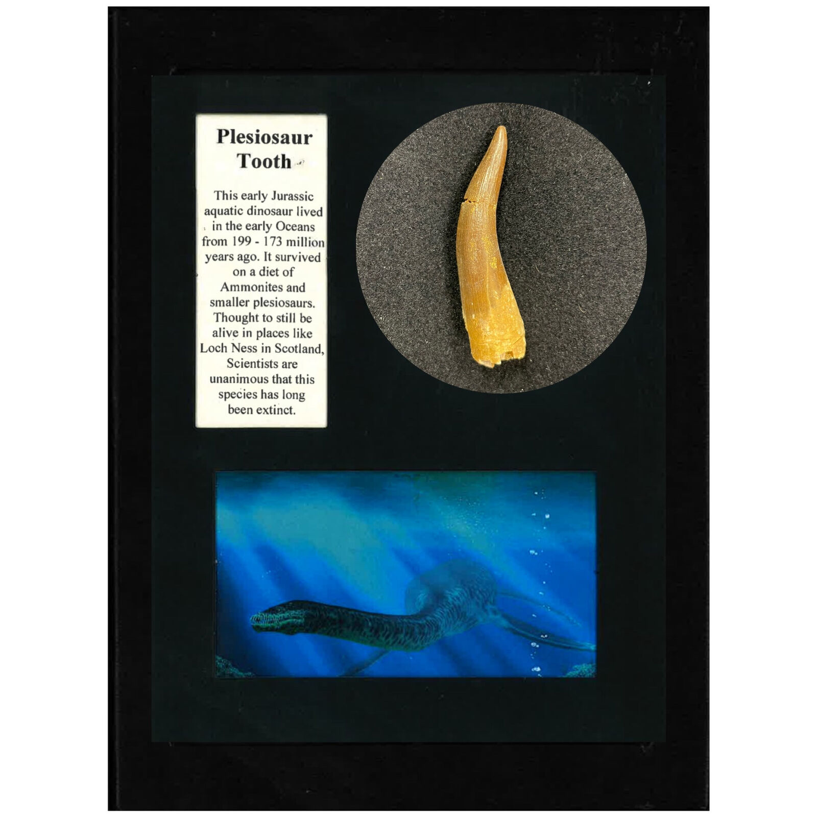 Plesiosaur Tooth Display