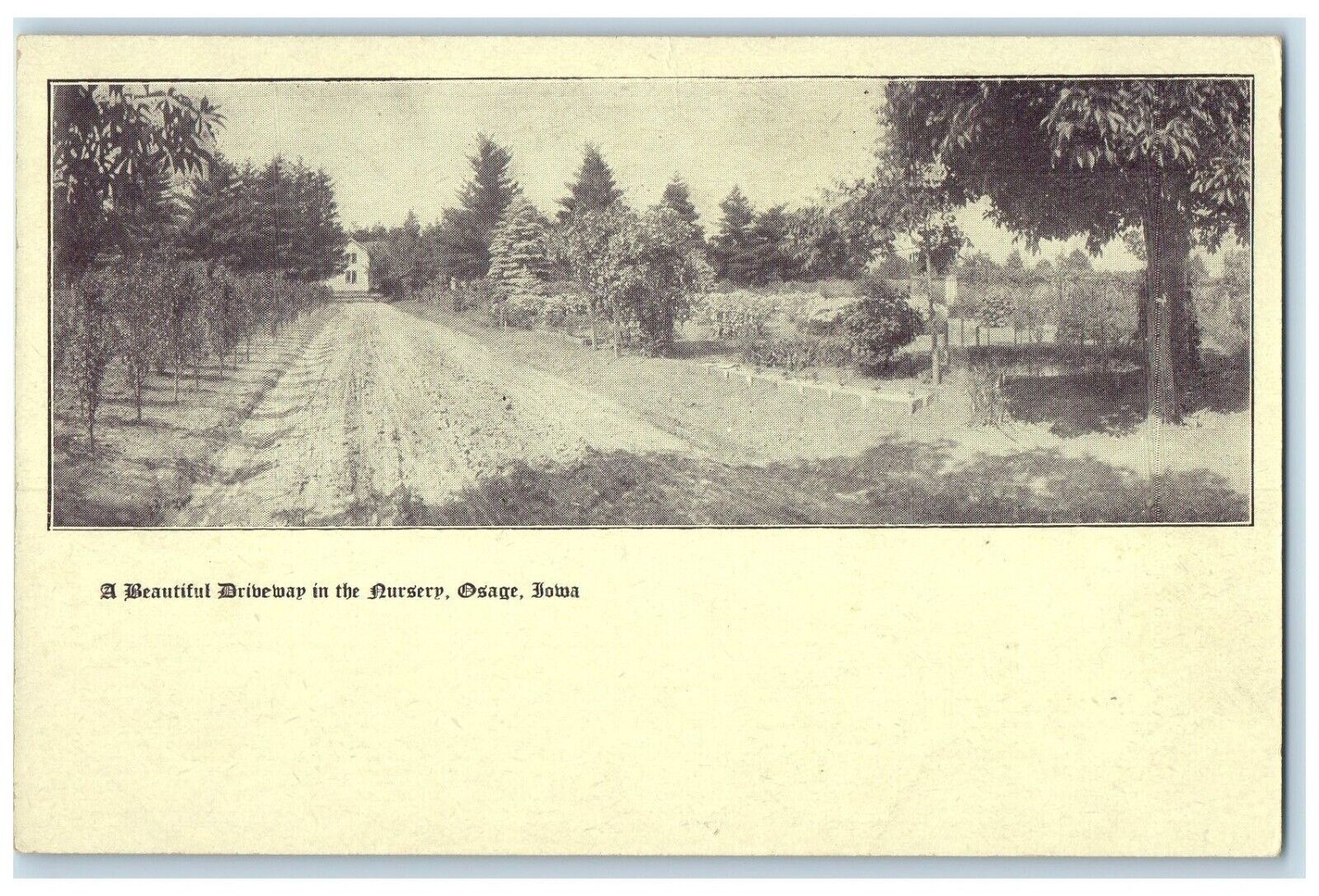 c1905 Beautiful Driveway In The Nursery Dirt Road Osage Iowa IA Antique Postcard