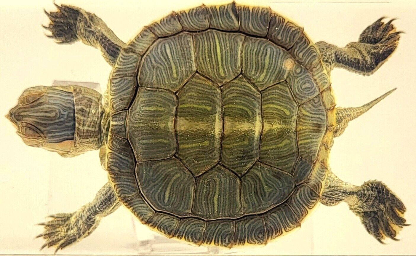 73mm Real Turtle Brazil Tortoise in Lucite Resin Science Education Specimen