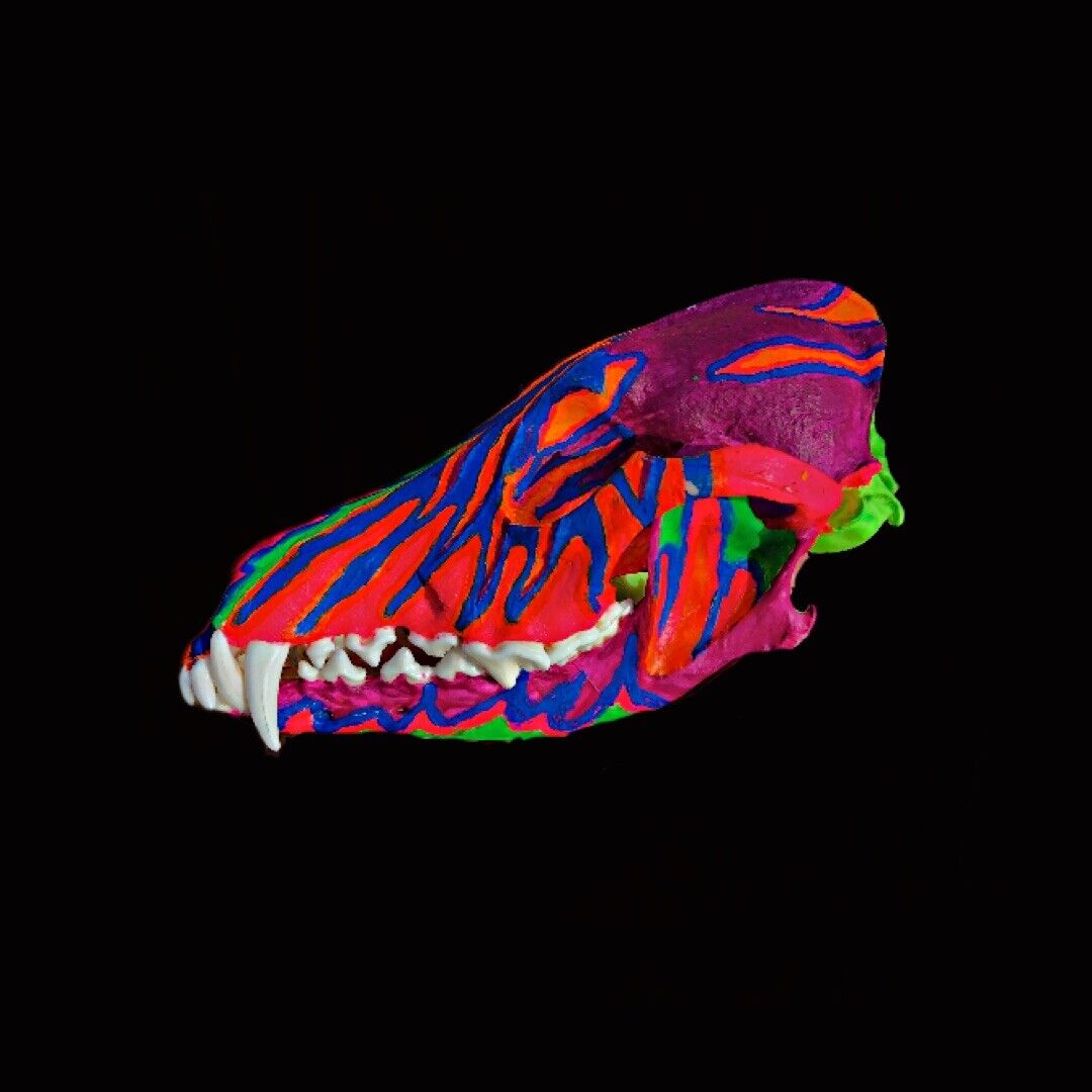 Neon Blacklight Painted Authentic Coyote Skull #1 Grade with Jaws and Teeth