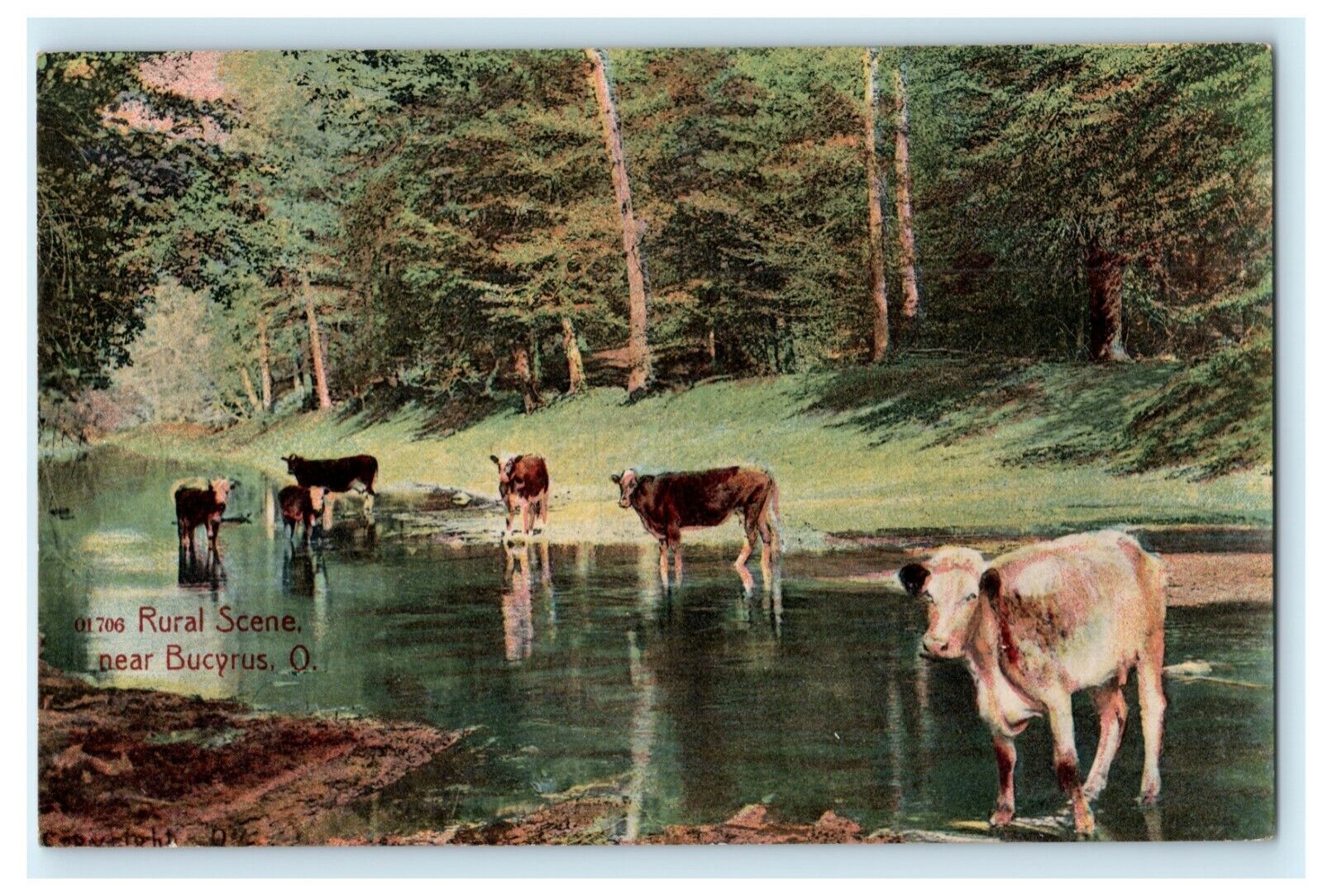 1908 Rural Scene Bucyrus Ohio OH Cows River Posted Antique Postcard