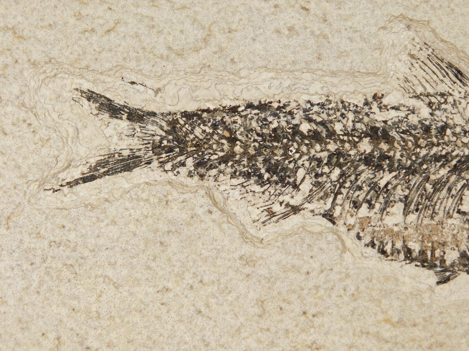 Super Fine BONES Knightia FISH Fossil on Big Matrix From Wyoming 1715gr