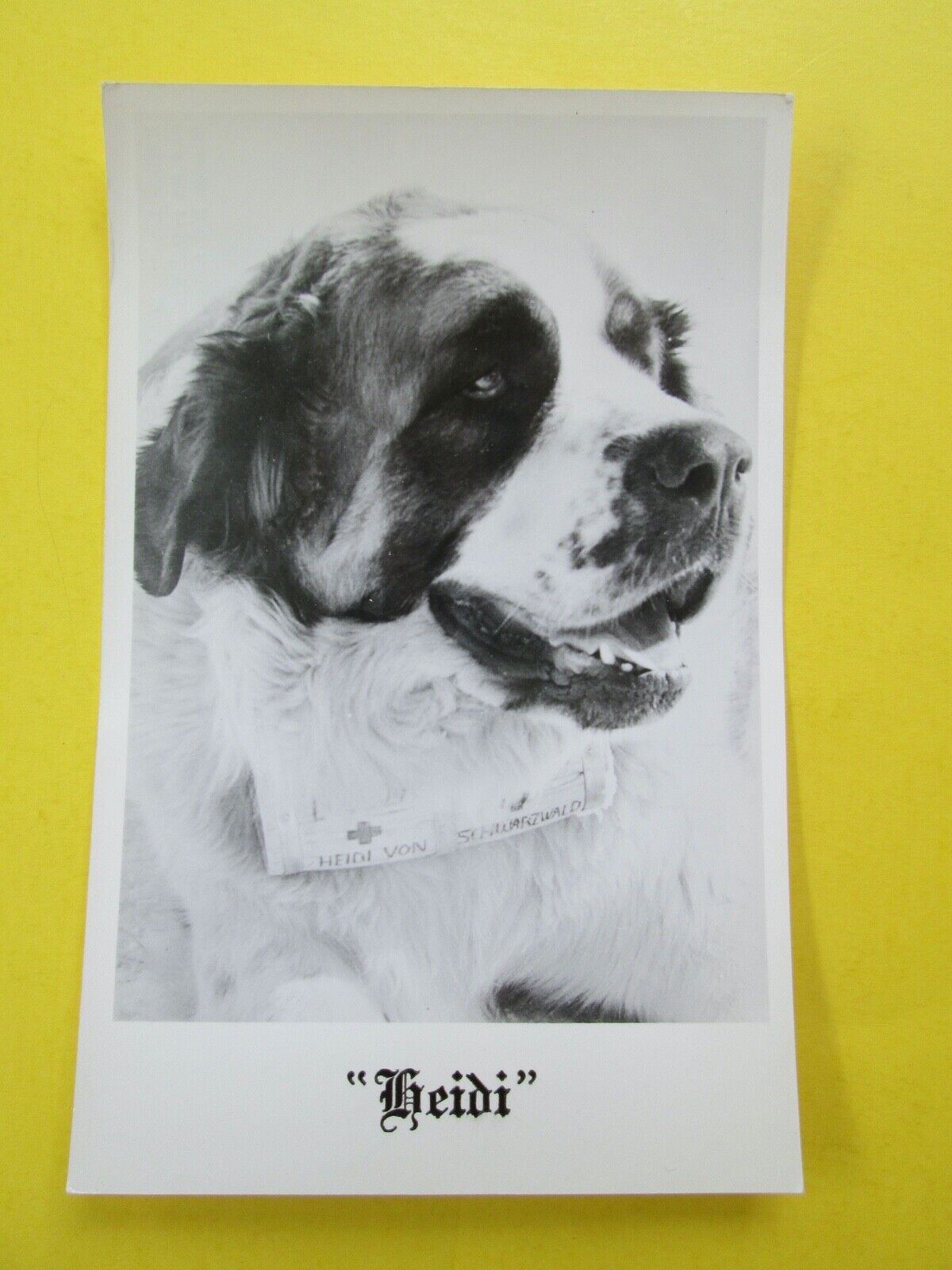 HEIDI  (IROQOIS MOUNTAIN LODGE St. Bernard Dog Mascot)  Vtg. REAL PHOTO Postcard