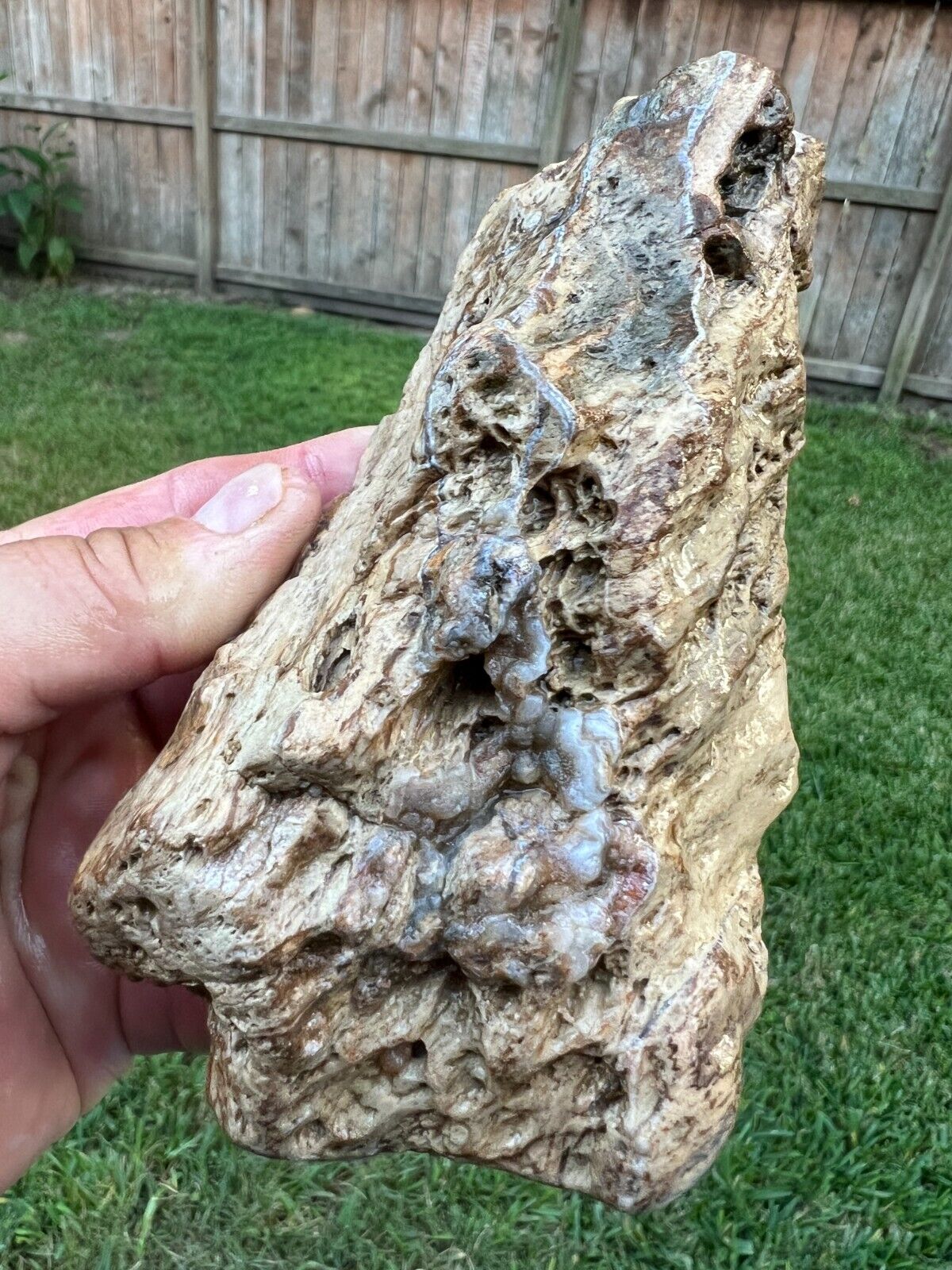 Texas Petrified Wood Botryoidal Bubble Chalcedony Buggy Rotted Branch Fossil