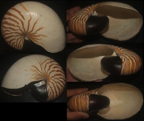 Tonyshells Seashell Chamber nautilus pompilius TIGER DESIGN 6.25 inches 159.38mm