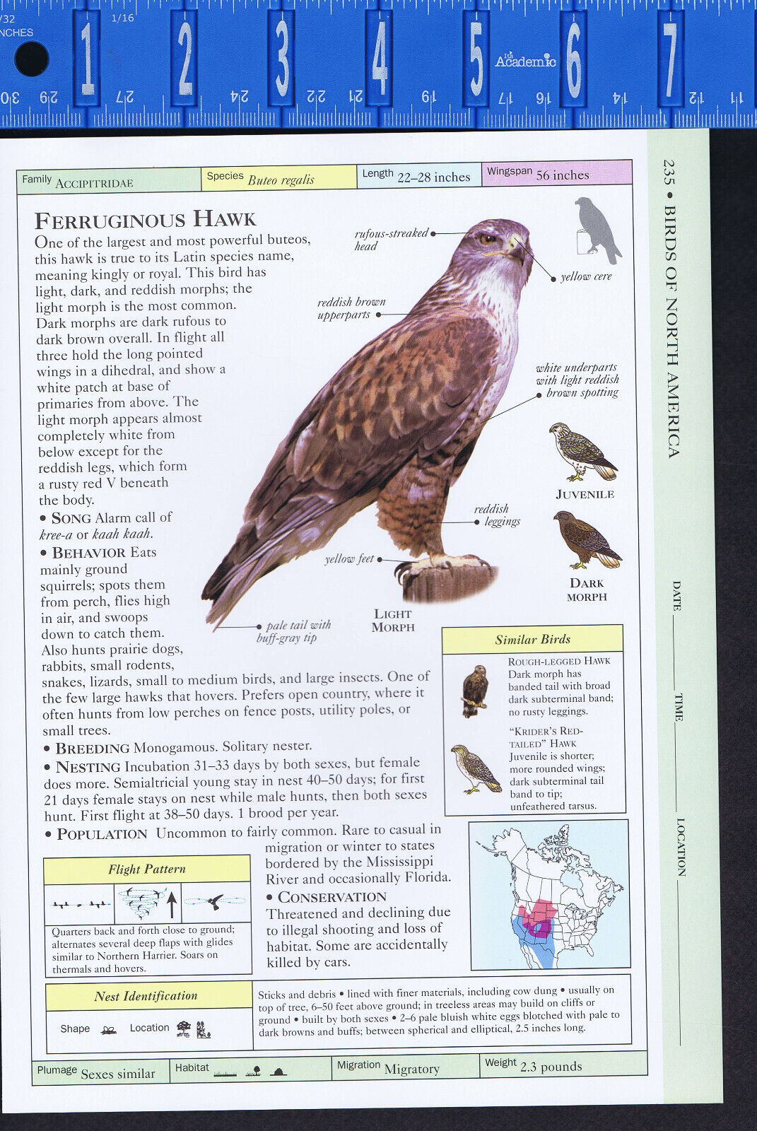 Rough-Legged & Ferruginous HAWKS -- Scientific Bird Reference Print