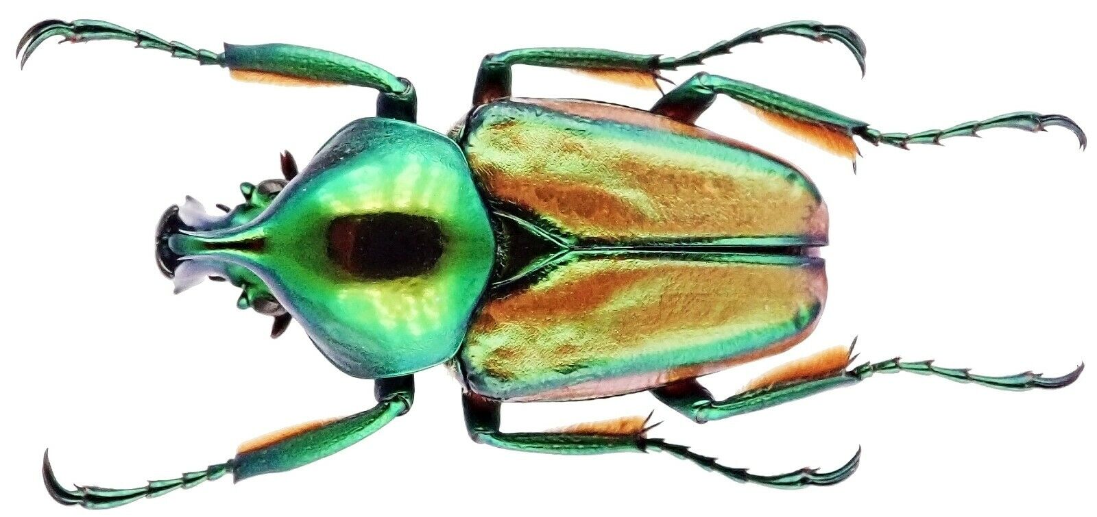  Insect - CETONIDAE Phaedimus wittei - Mindanao - Male 22mm+/- ....