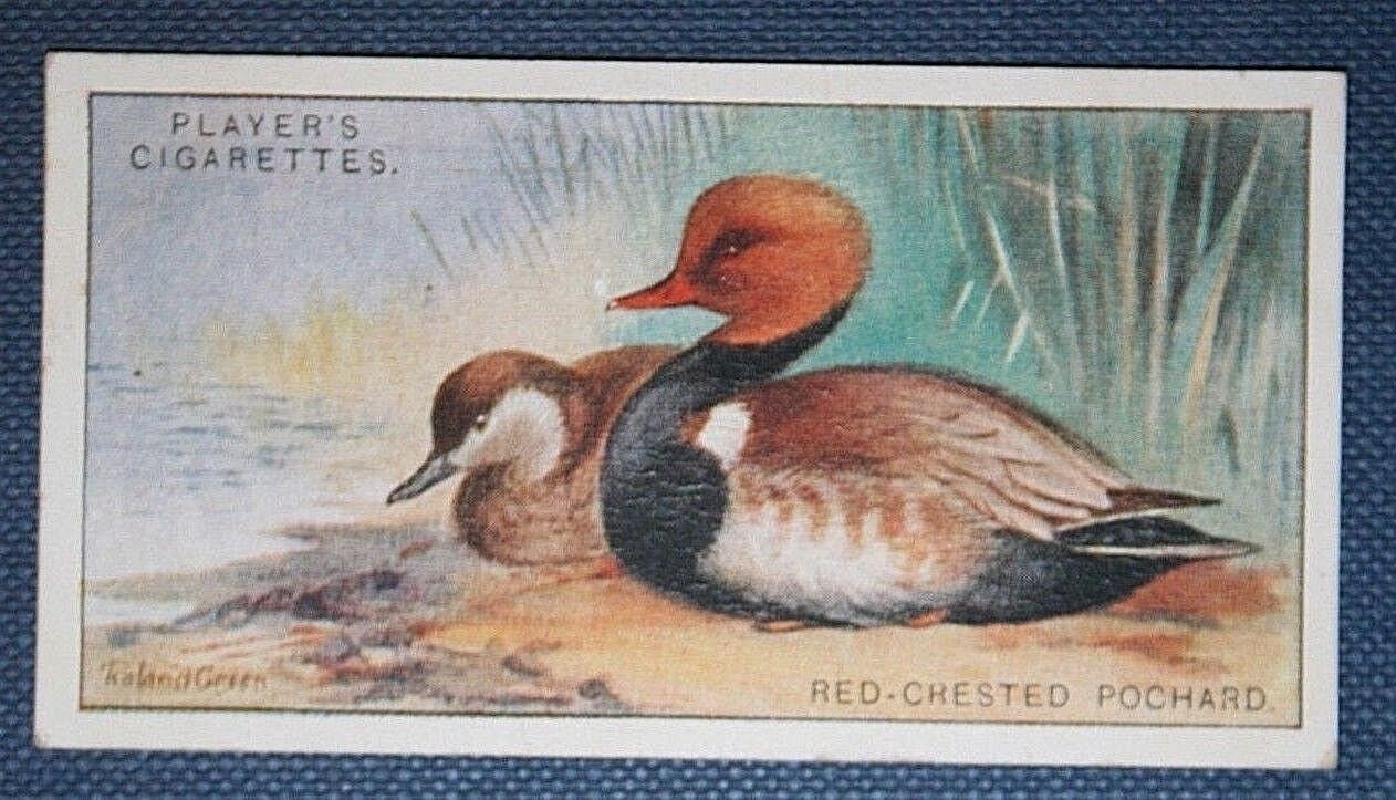 RED-CRESTED POCHARD  Pair   Vintage Colour Card  WC30