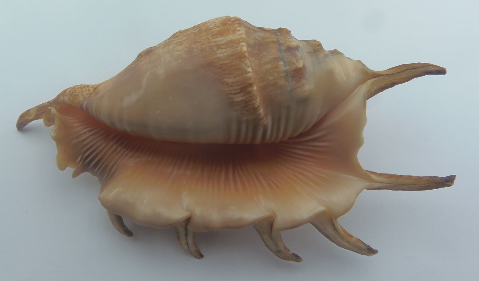 Seashell Hybrid Lambis millepedaxLambis lambis