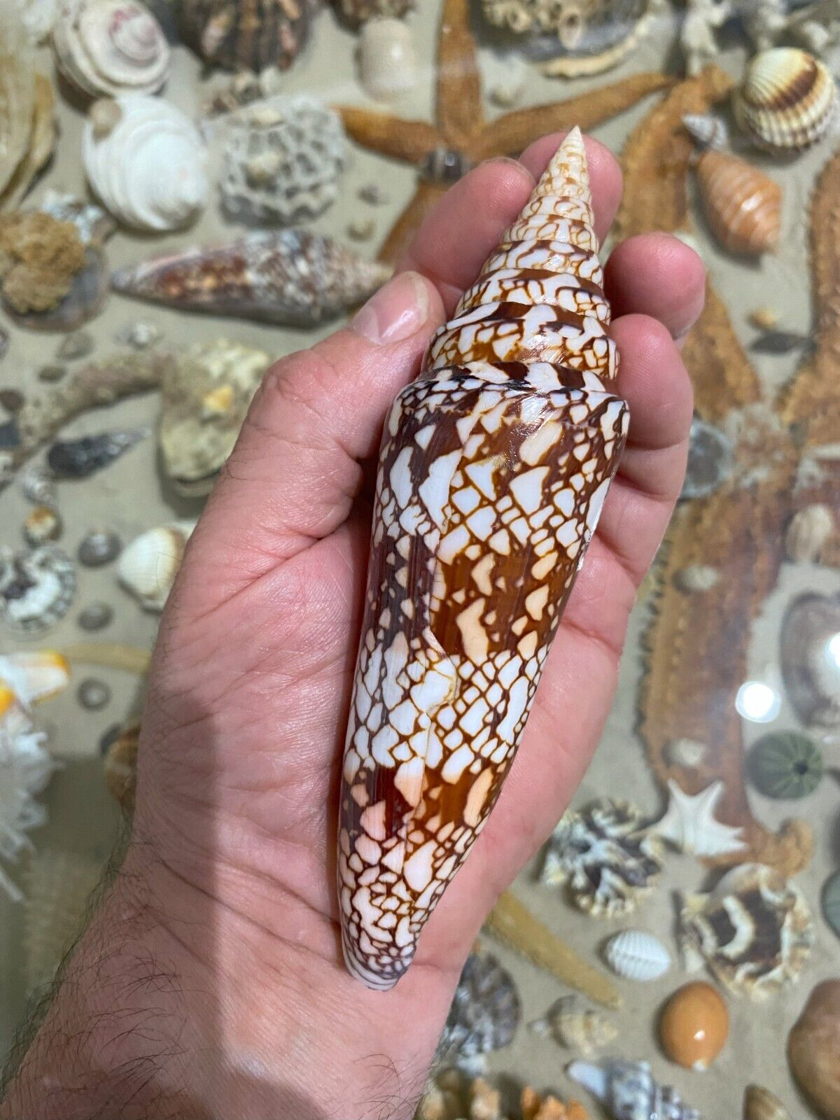 SEASHELL  Conus Milneedwardsi clytospira Excellent GEM Big 144mm 