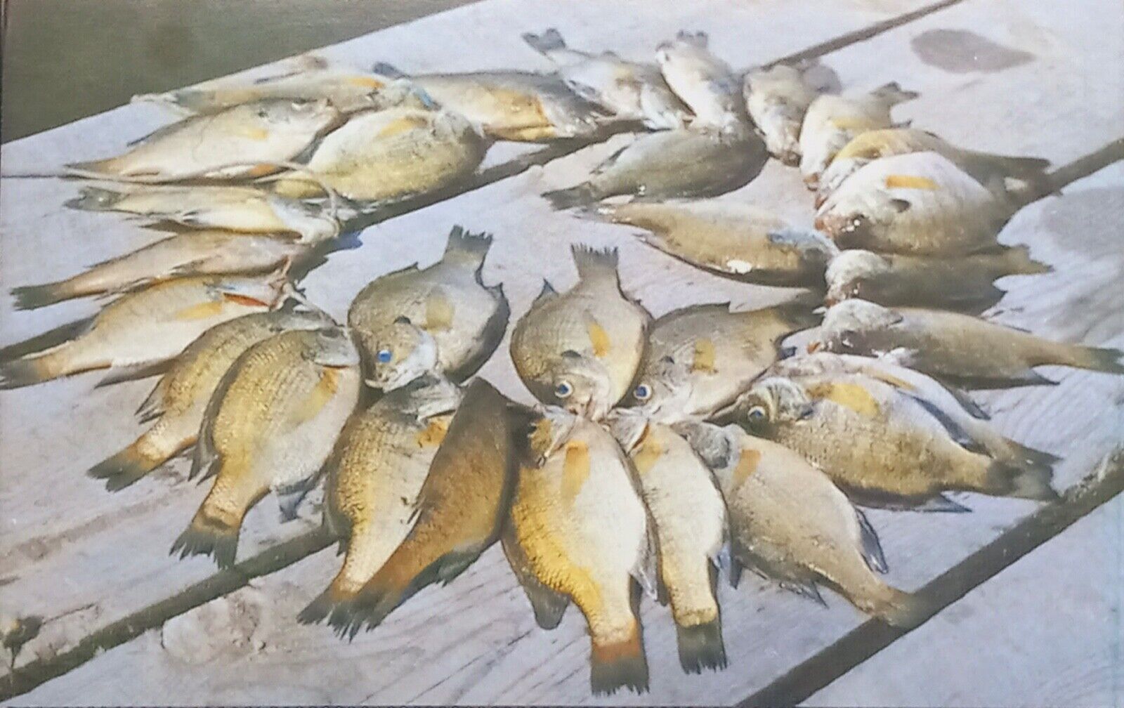 Postcard Caught Panfish Fishes 