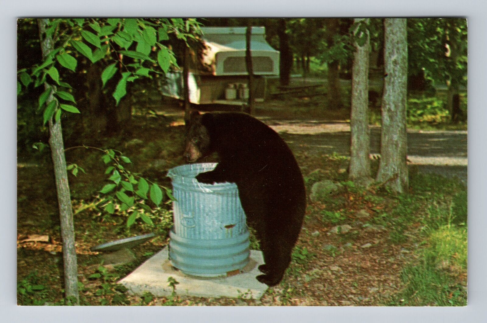 Shenandoah National Park, Black Bear, Antique, Vintage Postcard