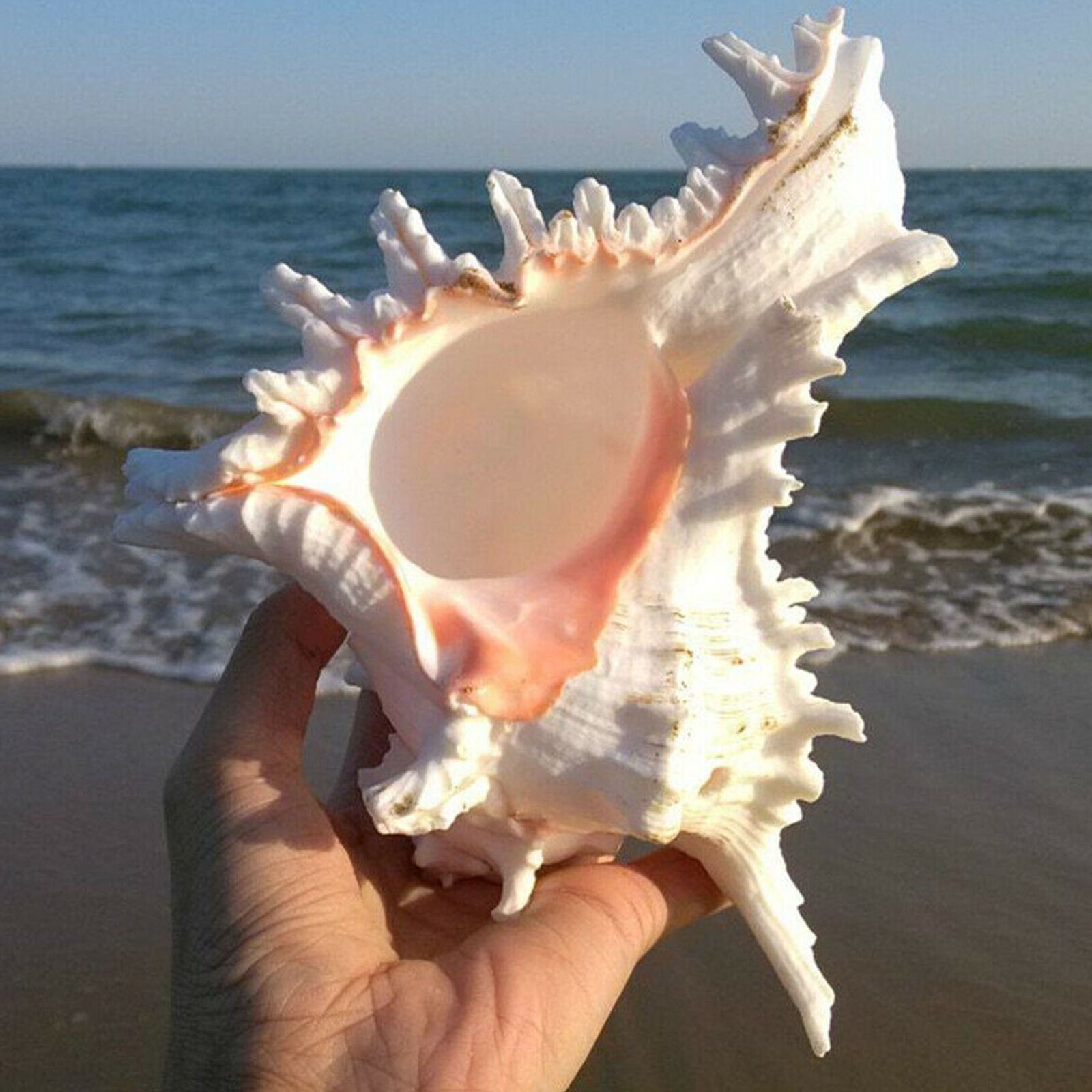 Large 14-15cm Natural Marine Shell Giant Sea Clam Conch Home Ornament aquarium