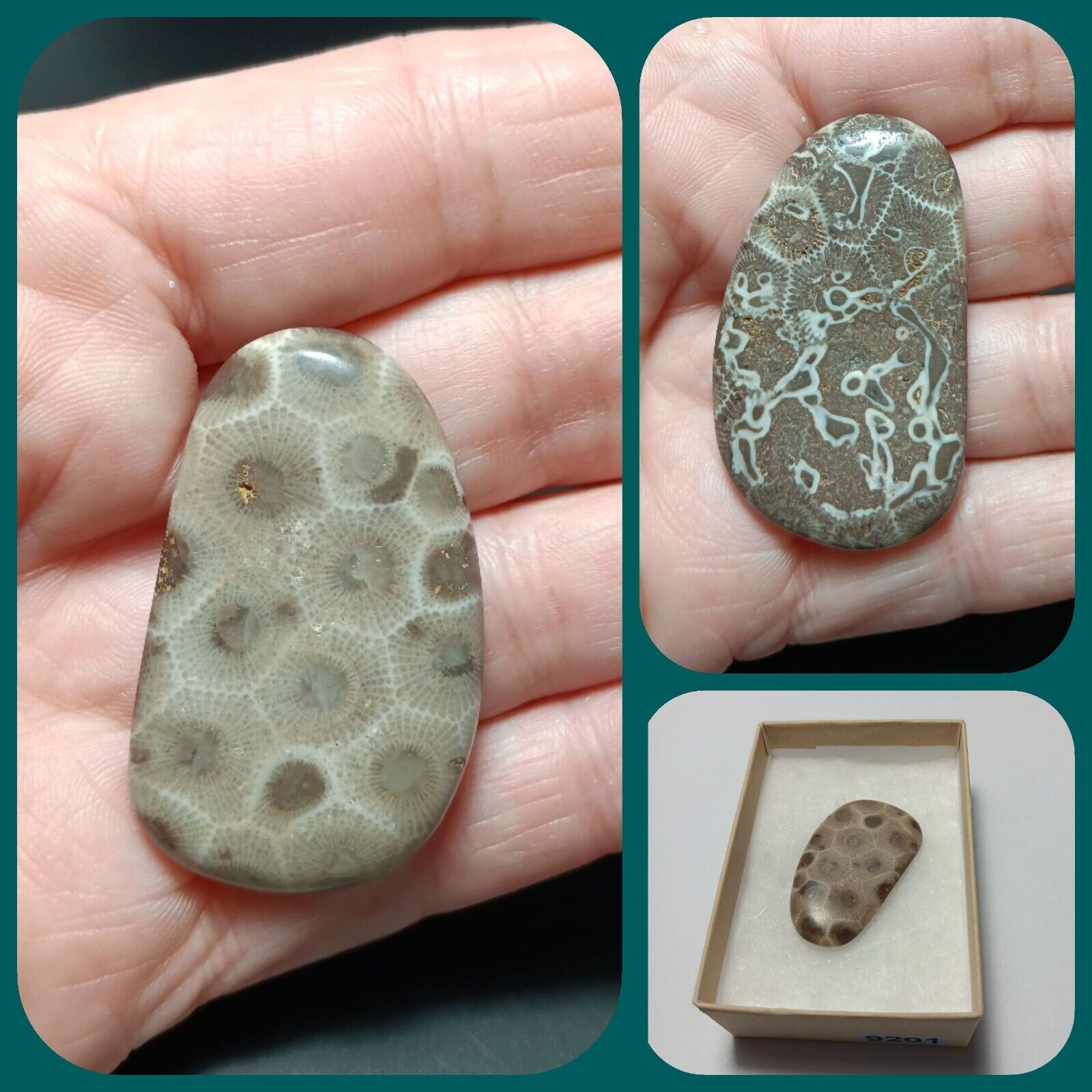 MI Pocket Petoskey Holding Stone 2 Sided Fossil w/Aulopora Rare Find