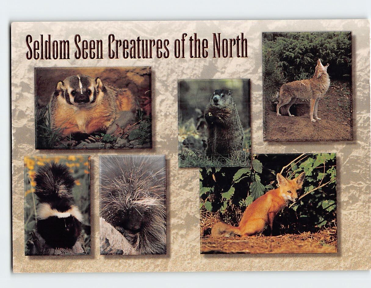 Postcard Seldom Seen Creatures of the North