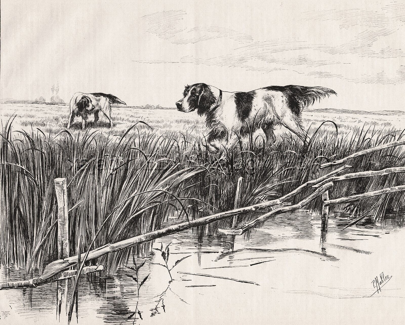 DOG French Spaniels Hunting Water Fowl Print & Article, Rare Breed ID\'d