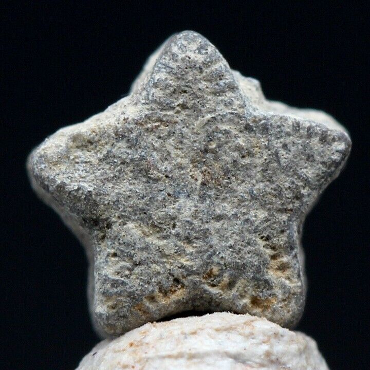  Star Crinoid Fossil Stem Echinoderm Sections Mineral Sea Life Specimen MOROCCO