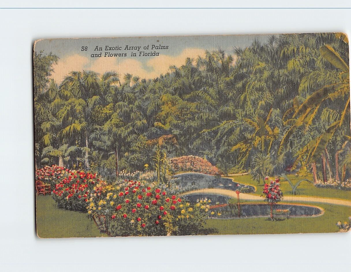 Postcard An Exotic Array of Palms and Flowers in Florida USA